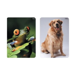 Animales - imaginario Webber