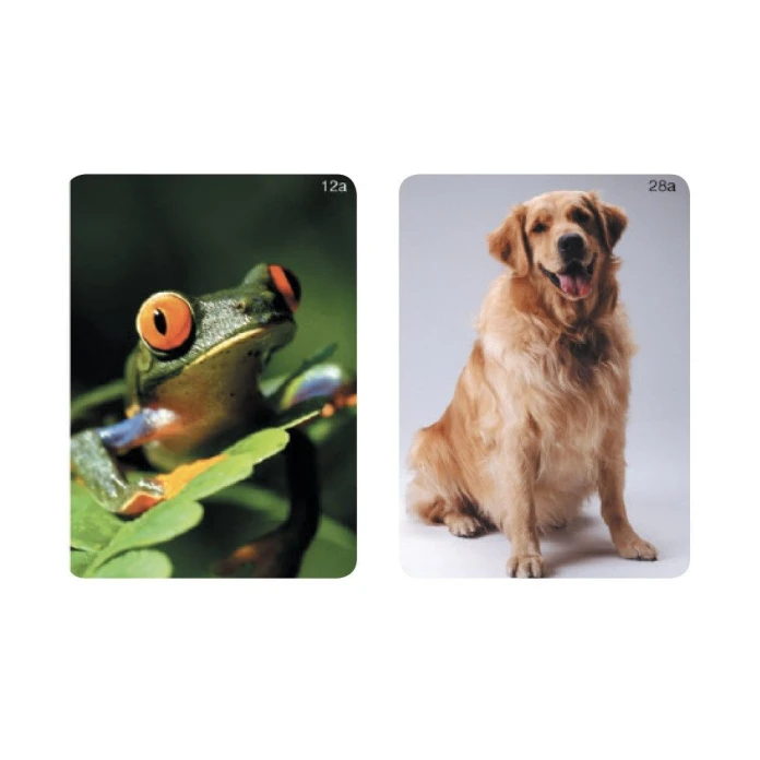 Animales - imaginario Webber
