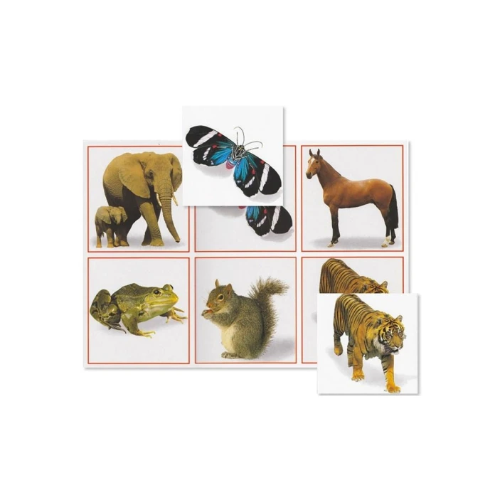 Maxiloto animales