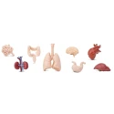 Figuras órganos cuerpo humano