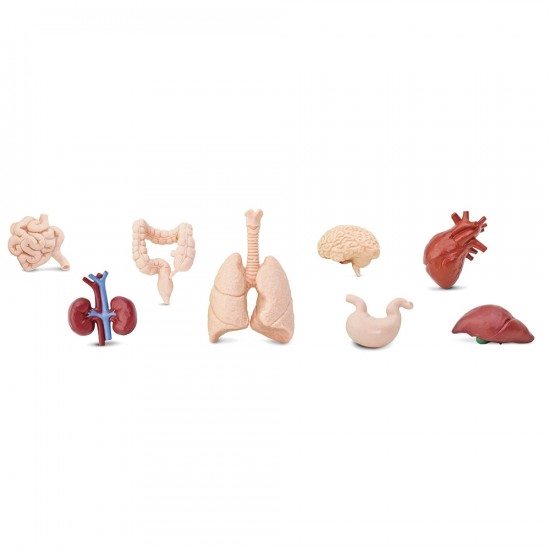 figuritas-organos-del-cuerpo-humano