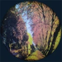 Discos temáticos proyectores Opti - Bosque